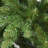 7.5 ft. Peyton Spruce Tree
