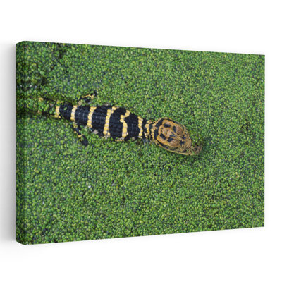 Young american alligator in duckweed. 1 Piece Wrapped Canvas Wall Art