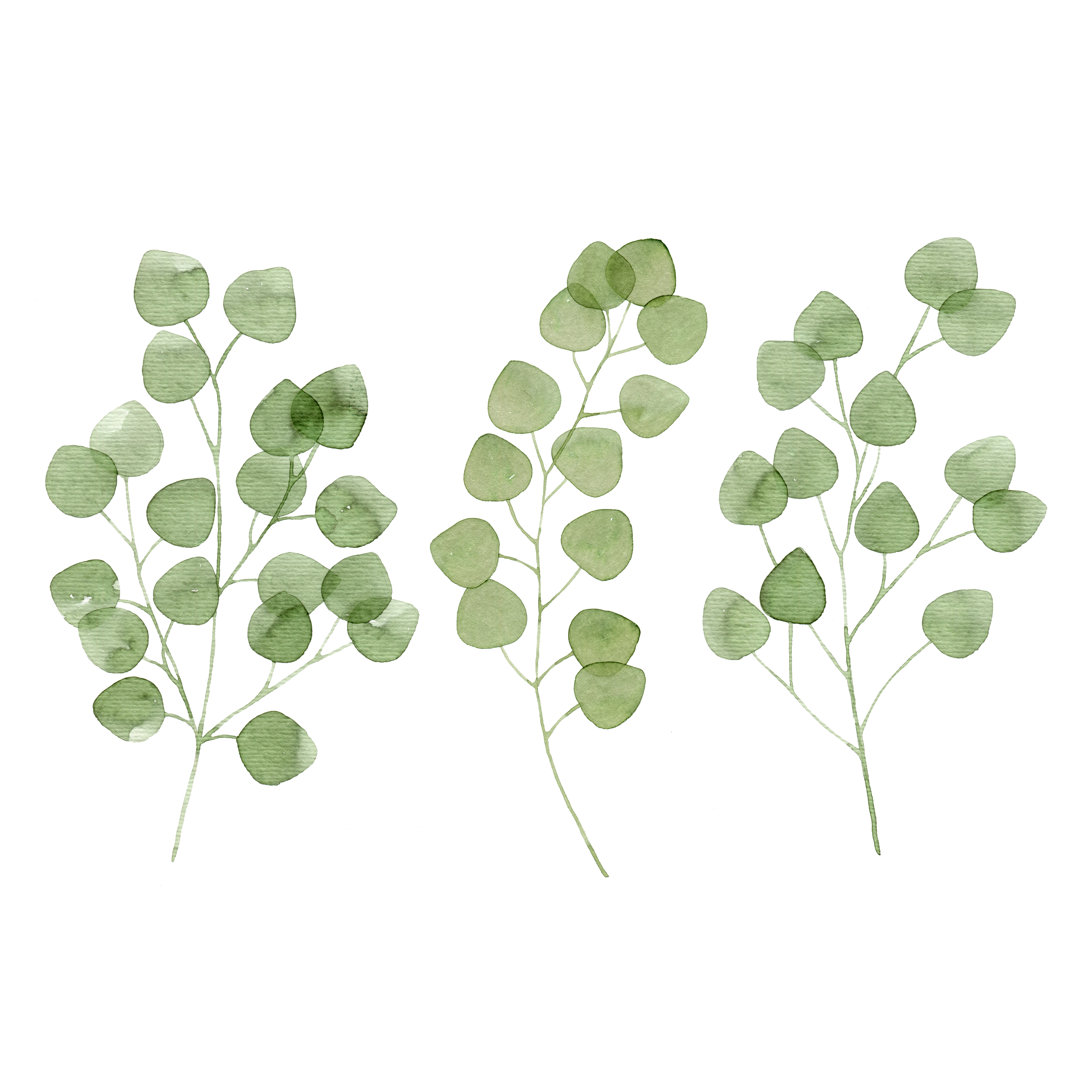 Set Of Watercolour Eucalyptus Leaves And Branches - Wrapped Canvas Print