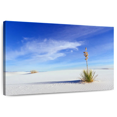 Alvord Lone Yucca