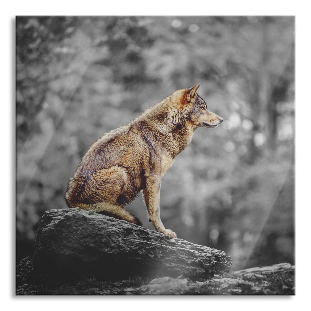 Glasbild Wolf sitzend auf einem Stein im Herbstwald