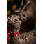 Christmas Decorative Accent