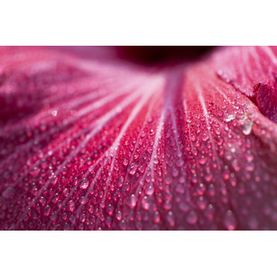 Hibiscus Pink Petal With Dew Background by OKRAD - Wrapped Canvas Print