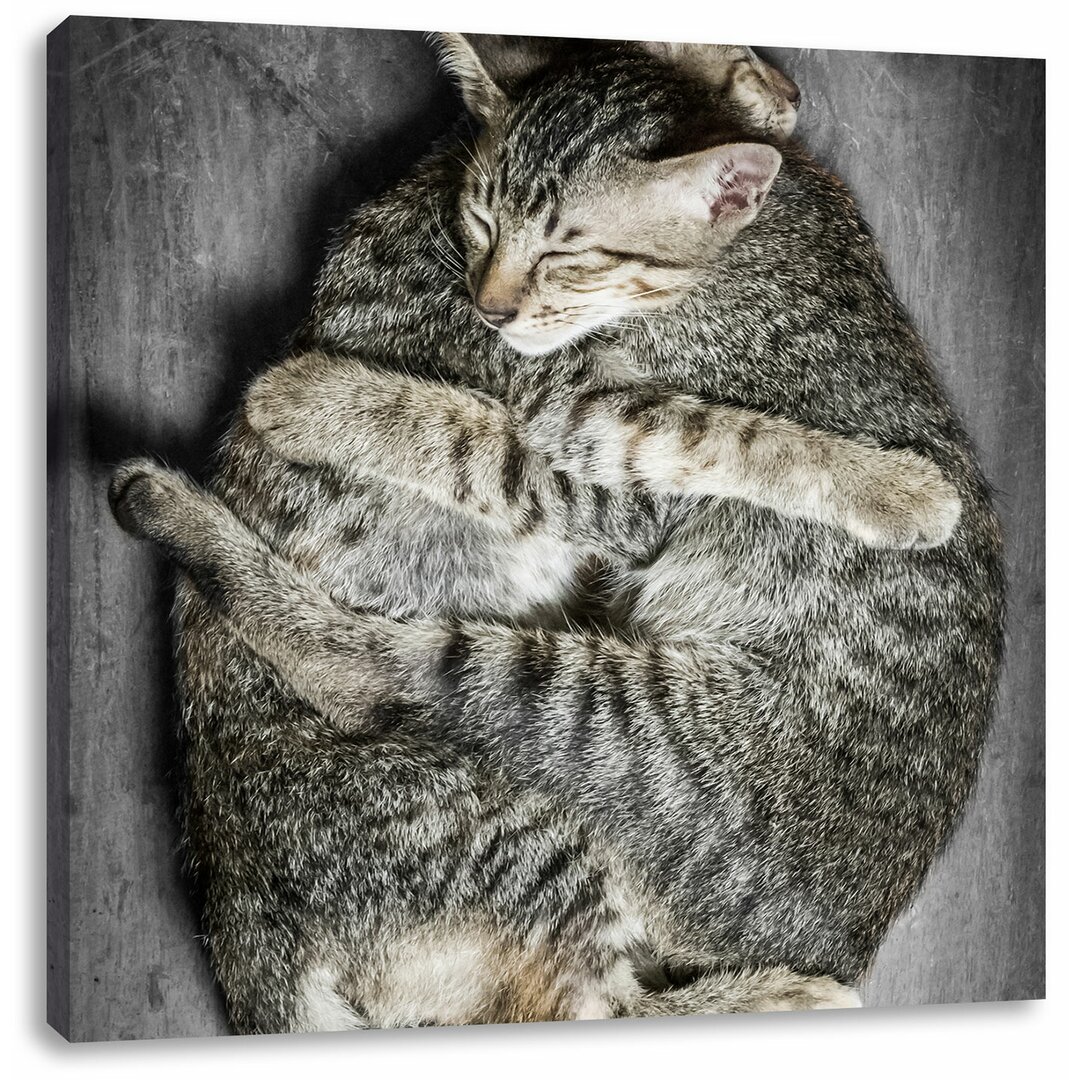 Leinwandbild Kuschelnde Katzen