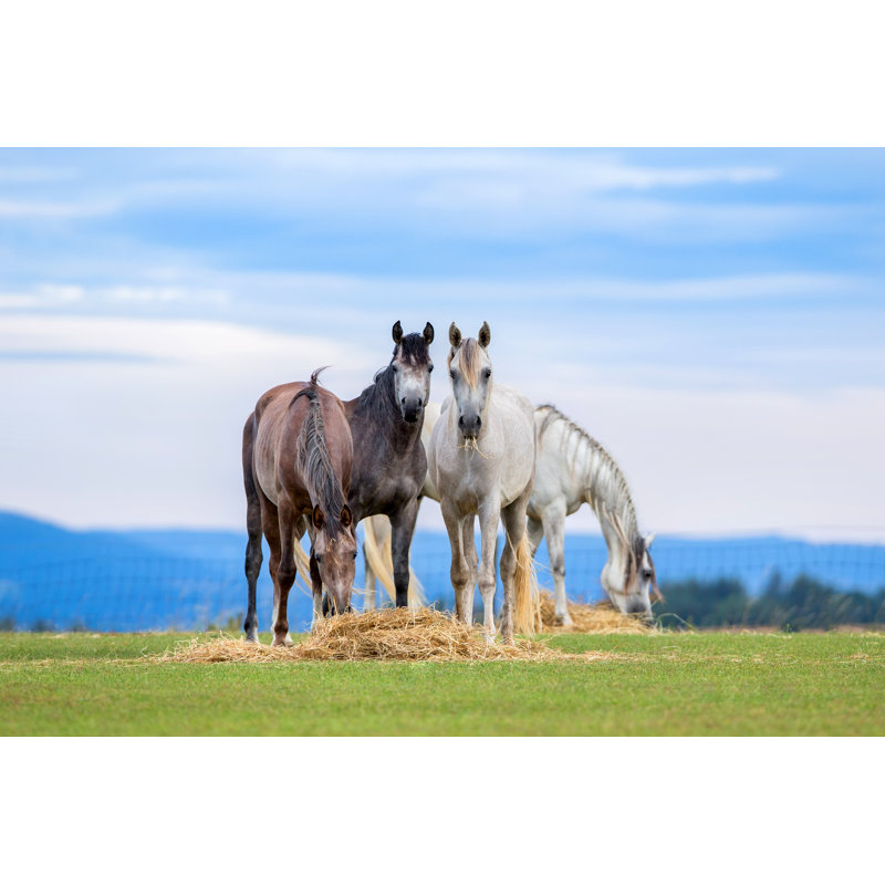 Young horses eating 1 Piece Wrapped Canvas Wall Art, 61cm H x 91cm W