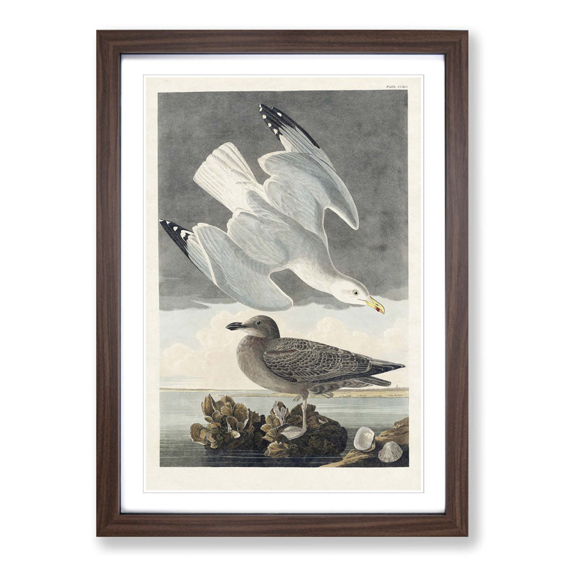Herring Gulls by John Audubon - Picture Frame Painting Print, Walnut Framed, 36cm H x 27cm W x 2cm D