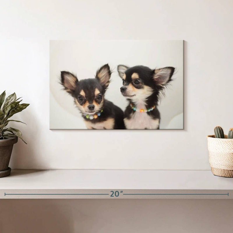 Chihuahua Duo, H 8 po x l 12 po