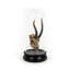 Goat Skull with Bel Glass Sculpture