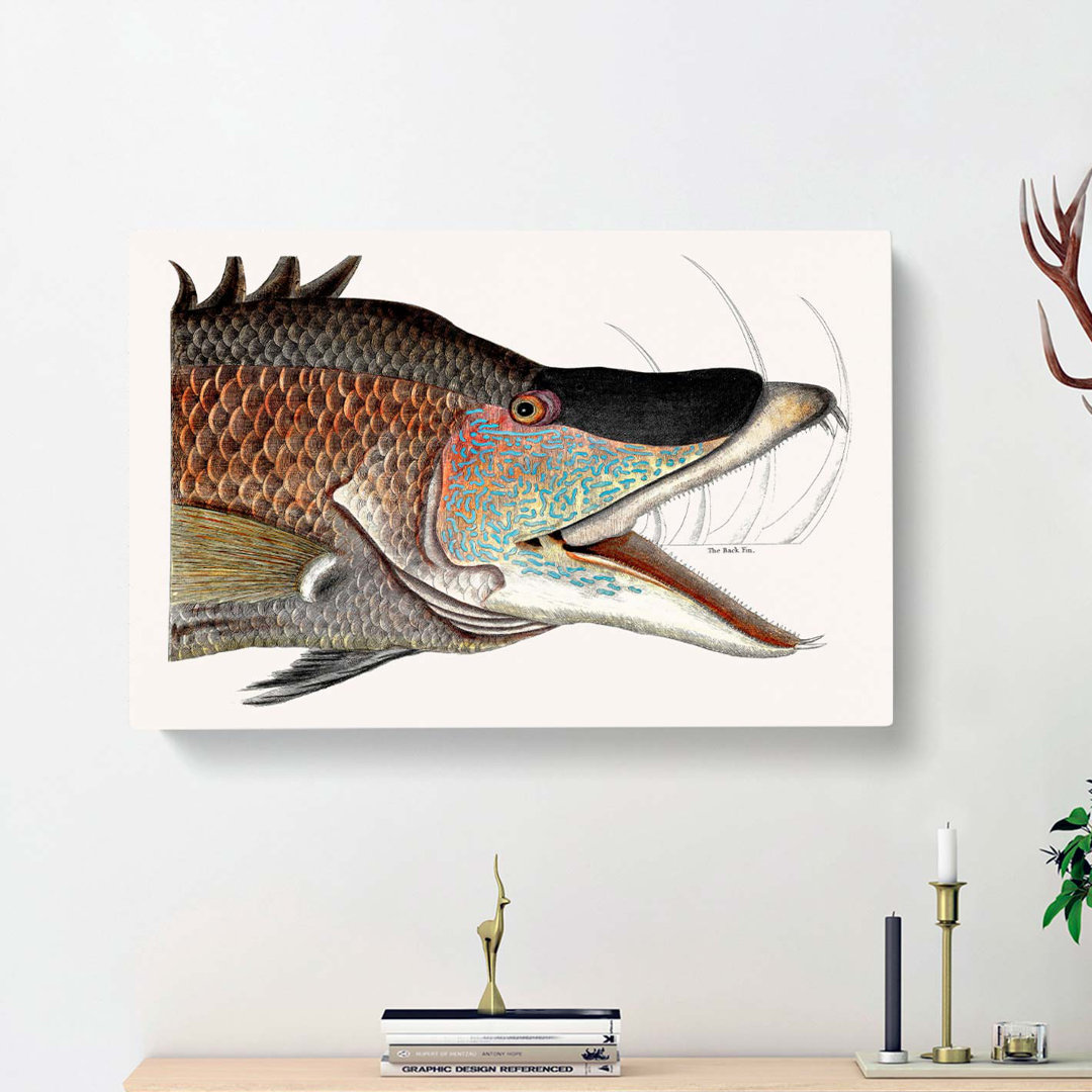 Great Hog-Fish by Mark Catesby - Wrapped Canvas