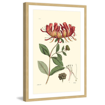 "Antique Floral II", reproduction encadrée