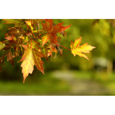 Tallarook Autumn Maple Leaves - Wrapped Canvas Print