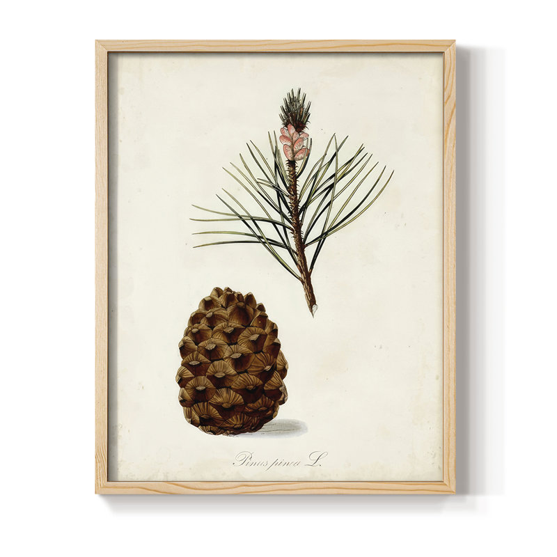 Étude d'arbre antique V, reproduction encadrée - bois massif, Naturel, H 30 po x l 24 po
