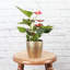 Live Anthurium Plant in Gold Pot