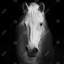 Impression monochrome cheval - art mural encadré noir-1884094187-1884094184