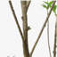 ARBRE À PIERIS 240CMTIFTIFS-954770911