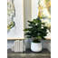 Organic Modern Faux Fiddle Leaf Fig Plant