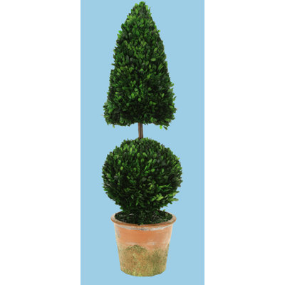 Boxwood Topiary Cone And Ball - 42 Inches
