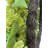 30" Artificial Light Green Hydrangea Wreath
