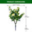 90cm Plant