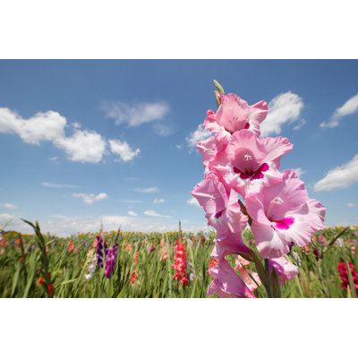 Gladiolas In Sunshine by AntiMartina - Wrapped Canvas Print