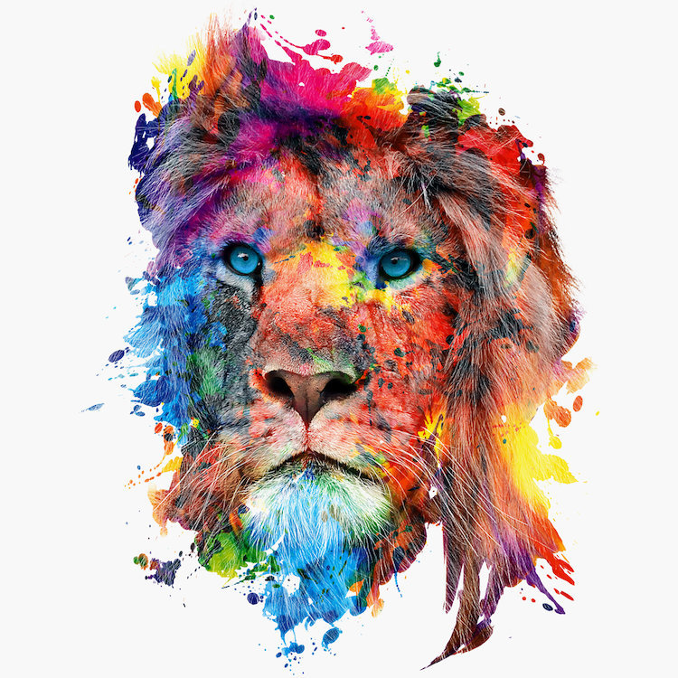«Lion», impression sur toile, H 26 po x l 26 po x P 1,5 po, Toile tendue
