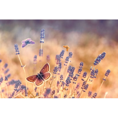 Magari Butterflies On Lavender - Wrapped Canvas Print