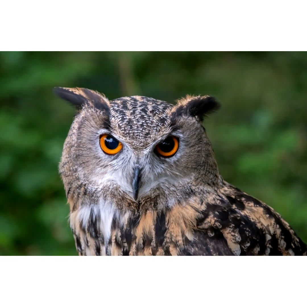 Close Up Of Eagle Owl von BriBar - Leinwand Kunstdrucke