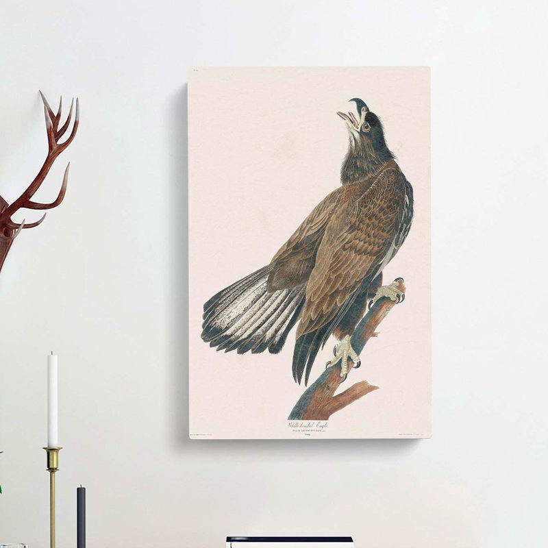 White Headed Eagle by John Audubon - Wrapped Canvas, 60cm H x 40cm W x 3cm D