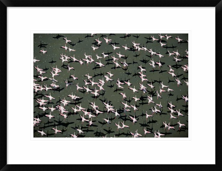 Global Gallery Lesser Flamingo Flock Flying Lake, Kenya Framed On