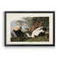 Eider Duck - Reproduction de photo sur toile-661835674-661835677