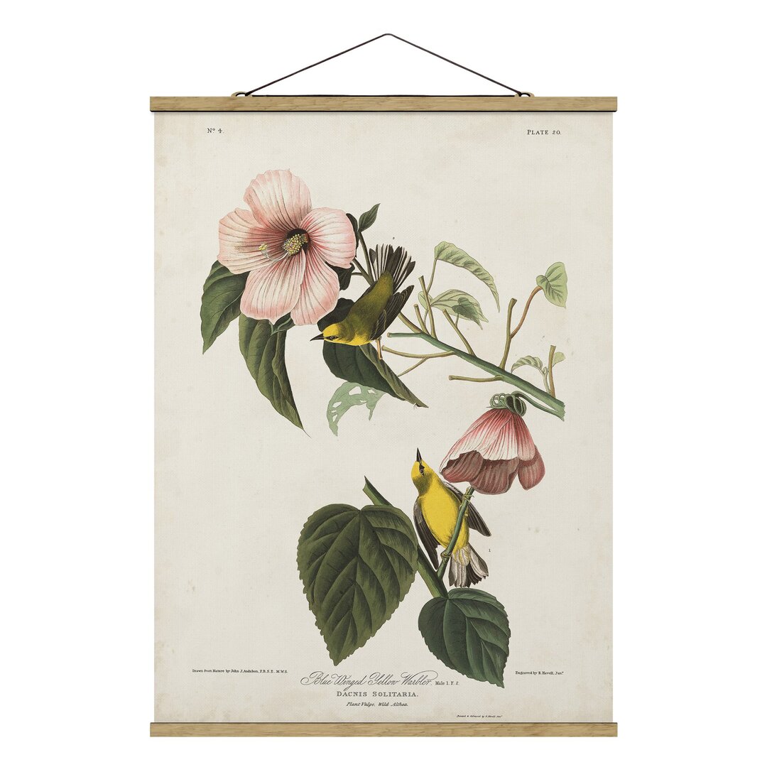 Gerahmtes Poster Vintage Edalation Board Warbler II