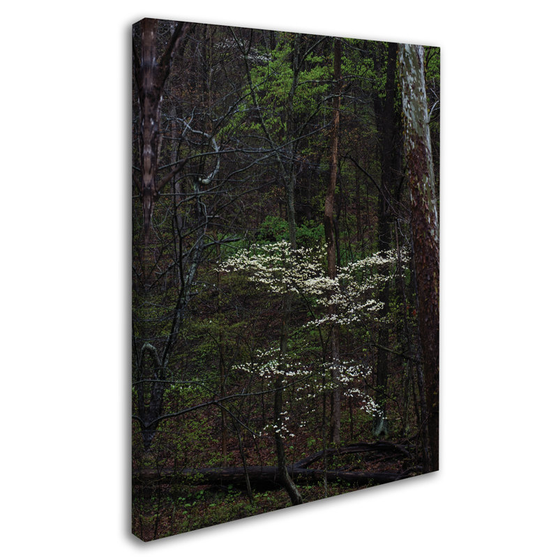 Cattima «Dogwood Trees in the Forest», reproduction de photo sur toile tendue, H 19 po x l 14 po