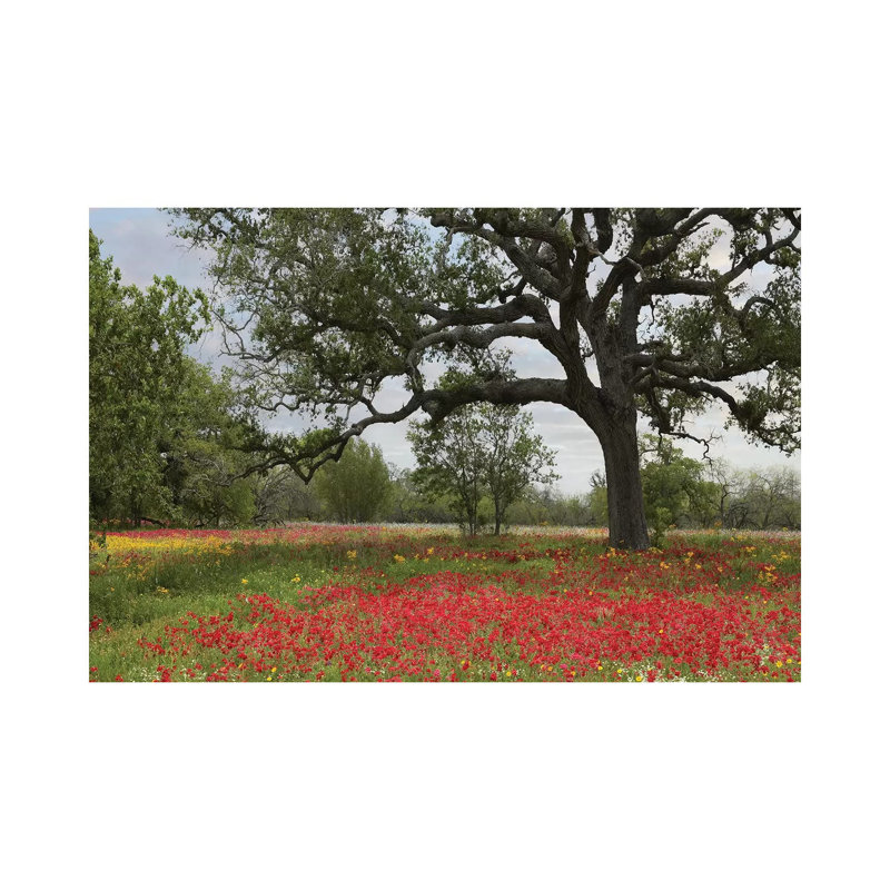Drummond's Phlox Meadow Near Leming, Texas 1 Piece Wrapped Canvas Wall Art, 20.32 cm H x 30.48 cm W