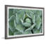 Stubby Thorns - Single Picture Frame Painting-836062353