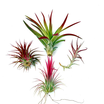 Air Plant Bundle RED 4PK — Primary color: Red