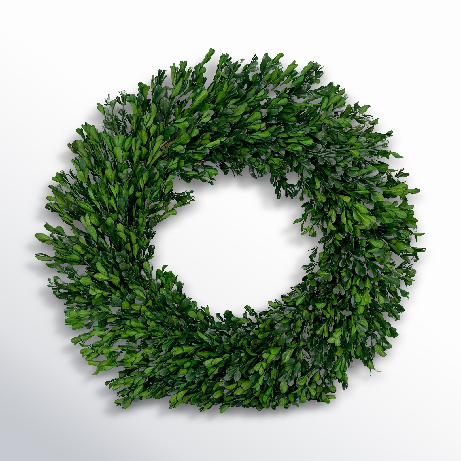 21'' Preserved Wheat Fall Wreath, Green