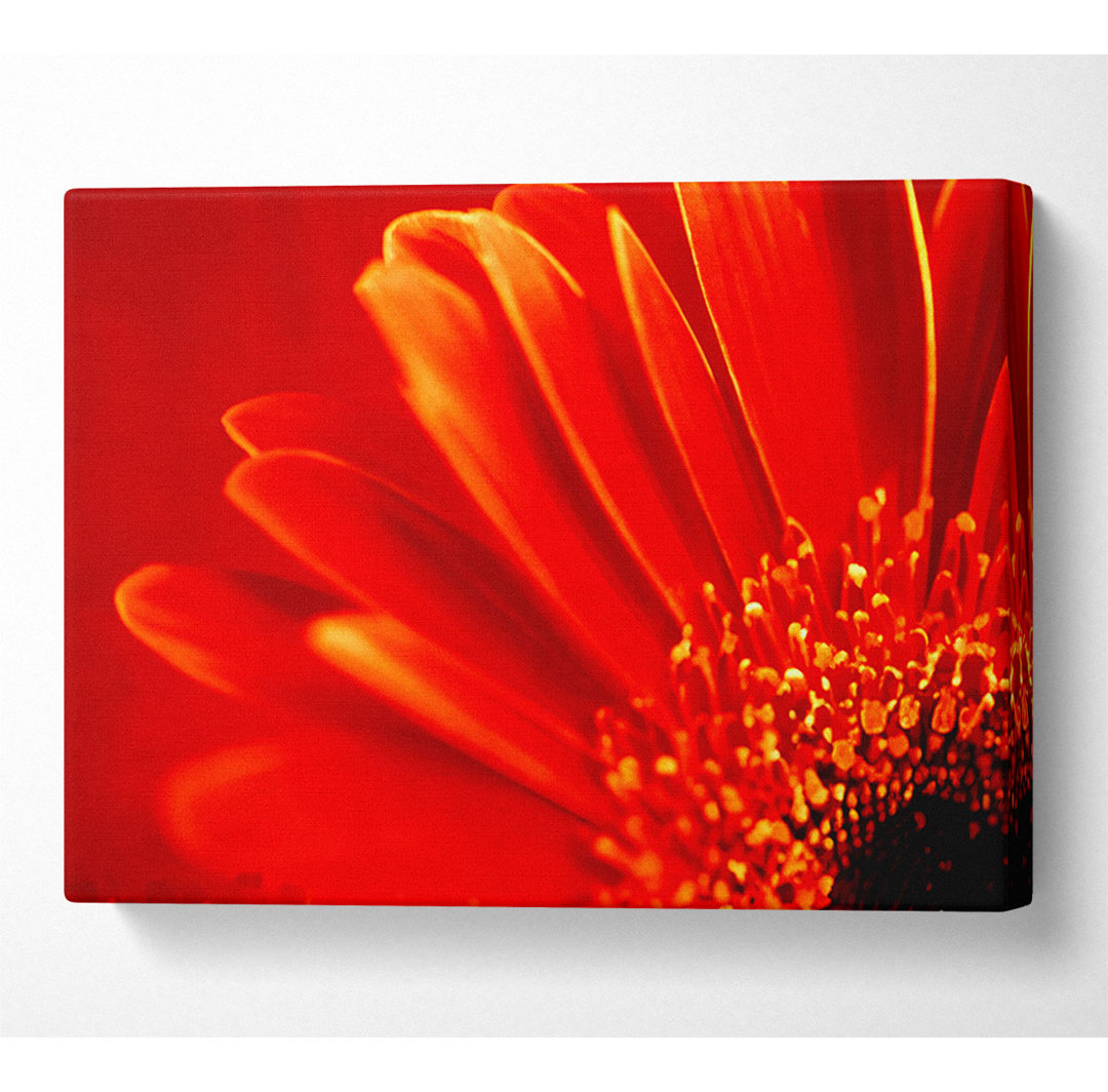 Orange auf orangefarbenen Gerbera-Blütenblättern - Kunstdrucke auf Leinwand