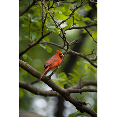 Cardinal par Azndc