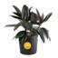Burgundy Rubber in Nursery Pot