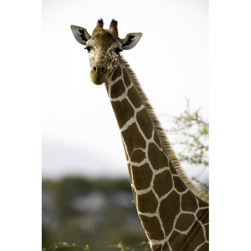 Reticulated Giraffe by Pjmalsbury - Wrapped Canvas Print, 46cm H x 30cm W x 3.8cm D