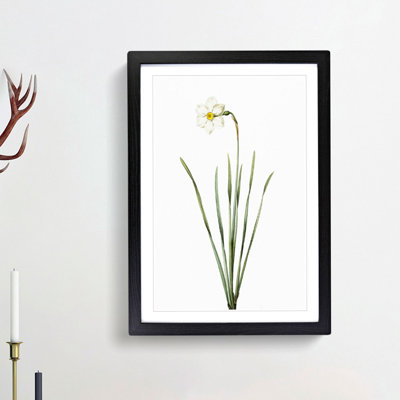Poeticus Daffodil by Pierre-Joseph Redoute - Framed Print