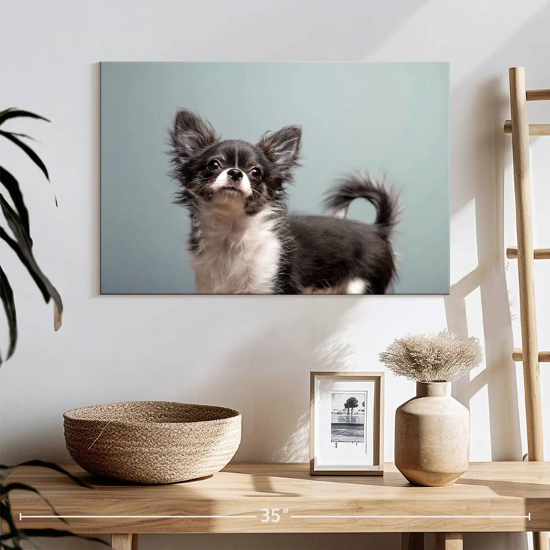 Chihuahua à poils longs Brampt, H 16 po x l 24 po