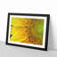 Petals of the Yellow Sunflower - Picture Frame Painting Print-56633644-56633650