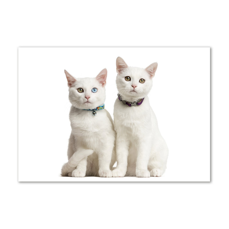 White Cats - Wrapped Canvas Print