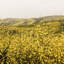 Spring Is Here Yellow Wildflowers by By Brije-493760933-493760932-493760931