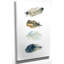 Premium Collection Feather I par Carol Robinson, reproduction d'art sur toile tendue-406893261