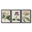 Antique Antique Botanical Collection-20903245-20903246