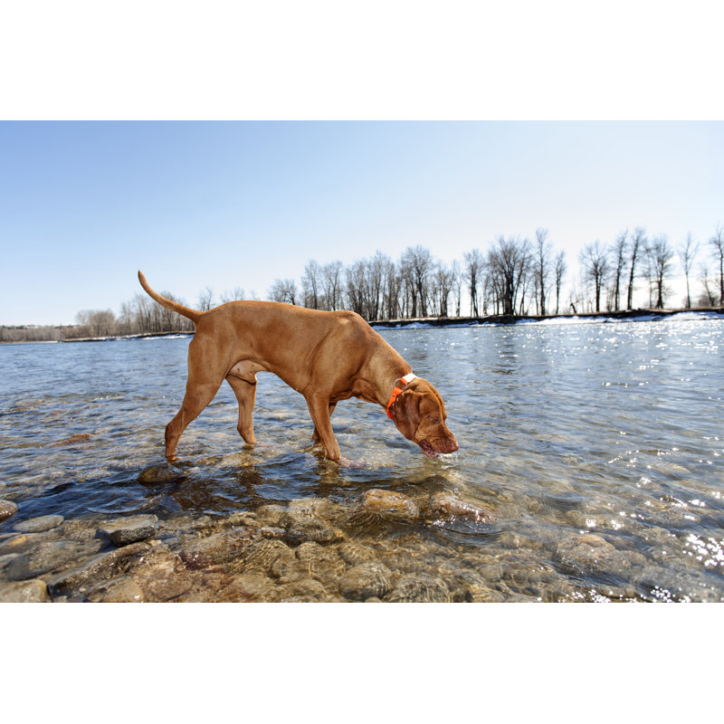 Chien buvant de l'eau - Photographie sur toile tendue, L 12 po x H 8 po