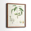 Impression encadrée botanique antique I-Premium - prête à être accrochée - aucun clou requis-1627489719-1627489722