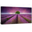 « lavande field coucher de soleil avec simple tree », reproduction de photo sur toile tendue-19412260-33309492